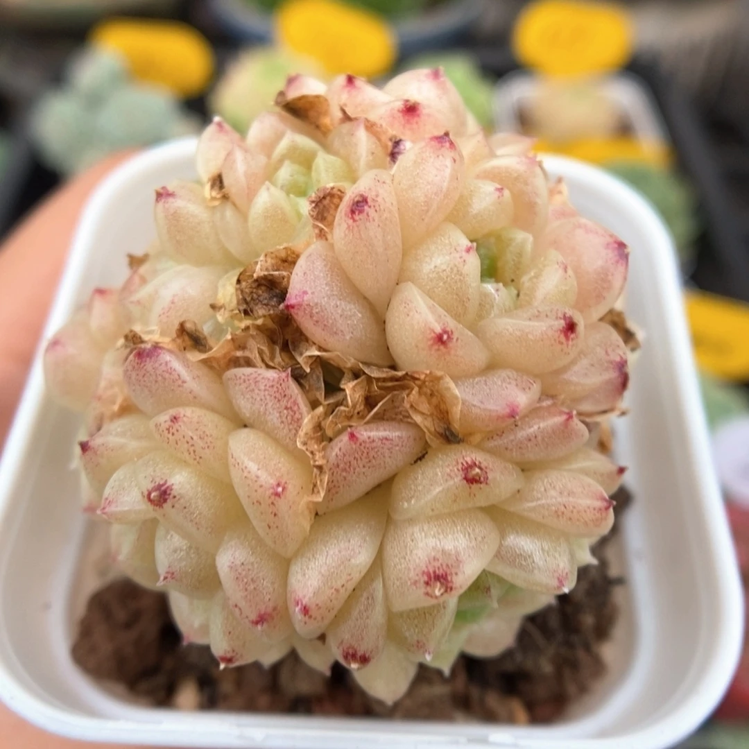 丽丽麦秆群生4576号