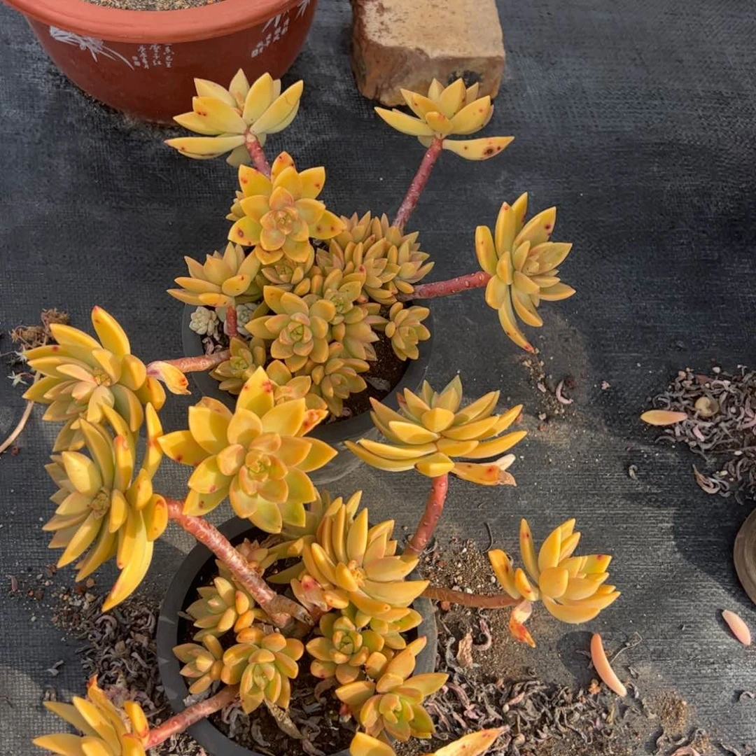 布丁整桩整群多肉