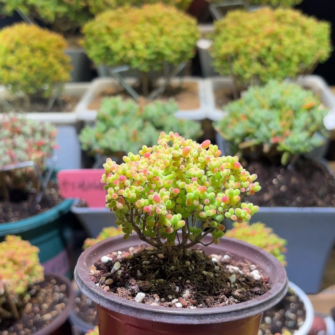 枝干番杏密橘G612