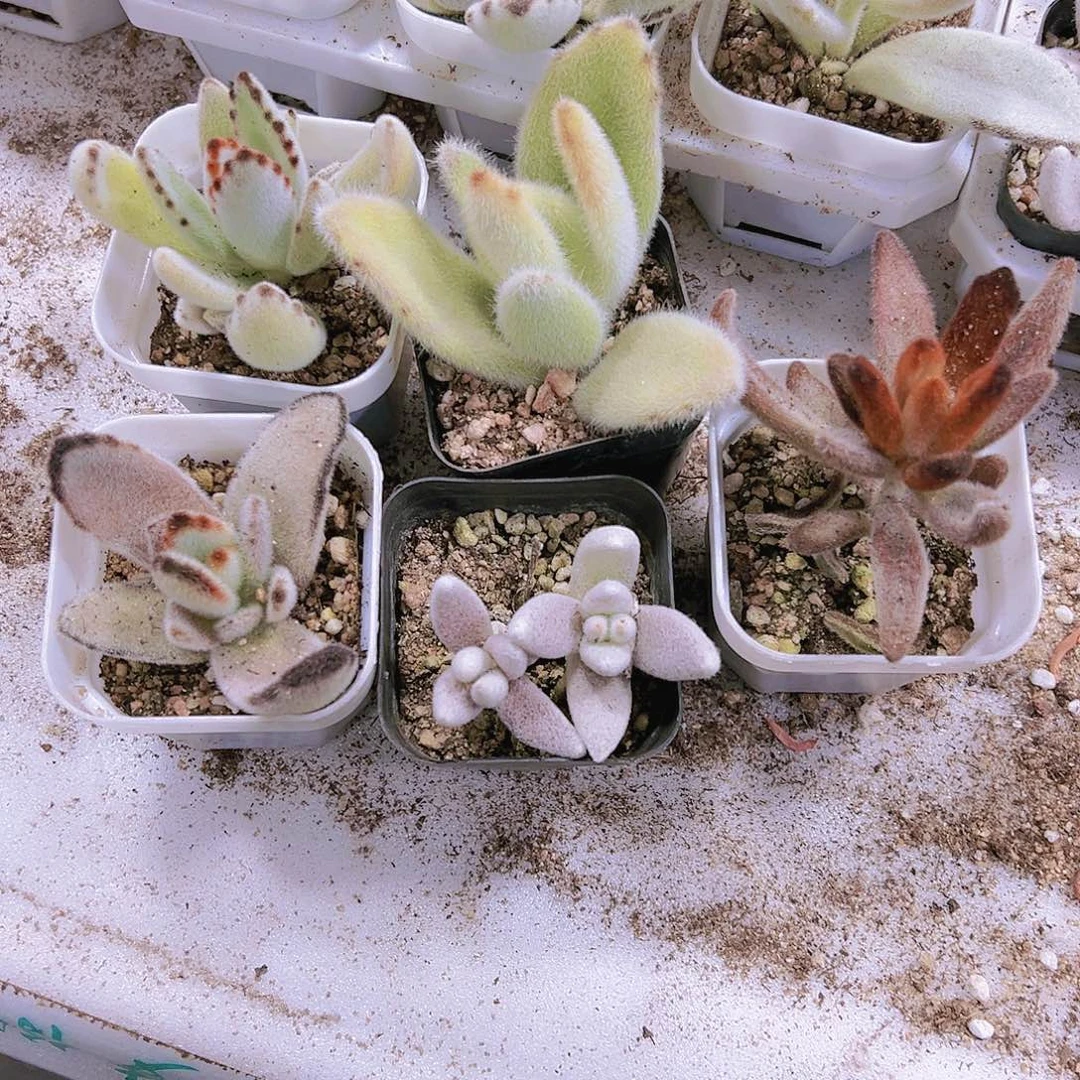 兔子组合5个19包邮