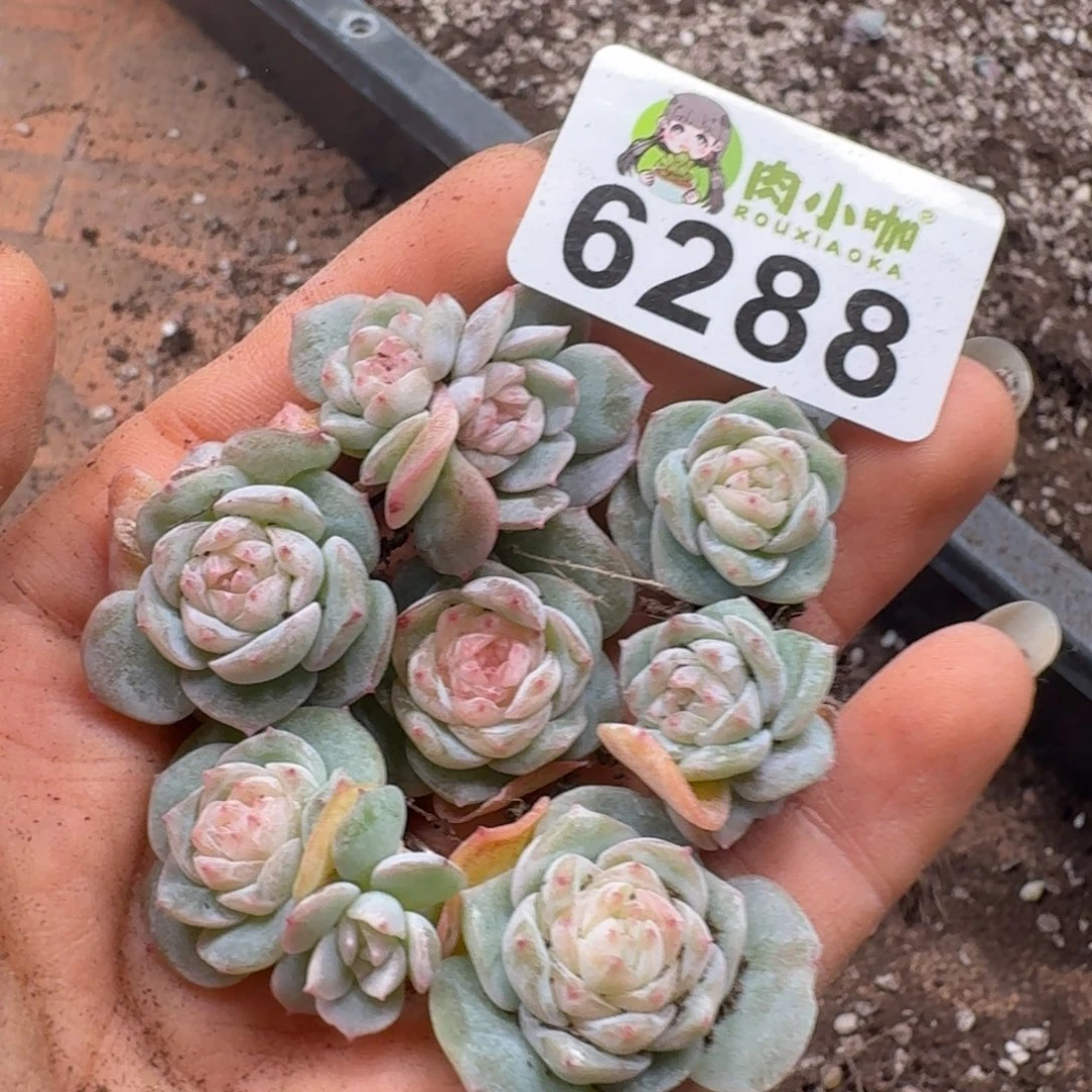 多肉植物多肉植物