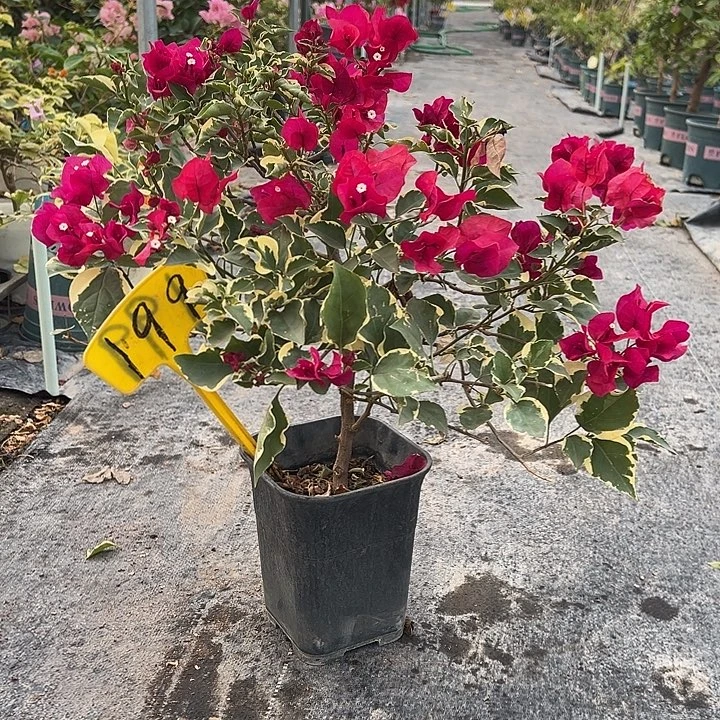 当前无花栽培后可以开花蓝月亮 黑盆199