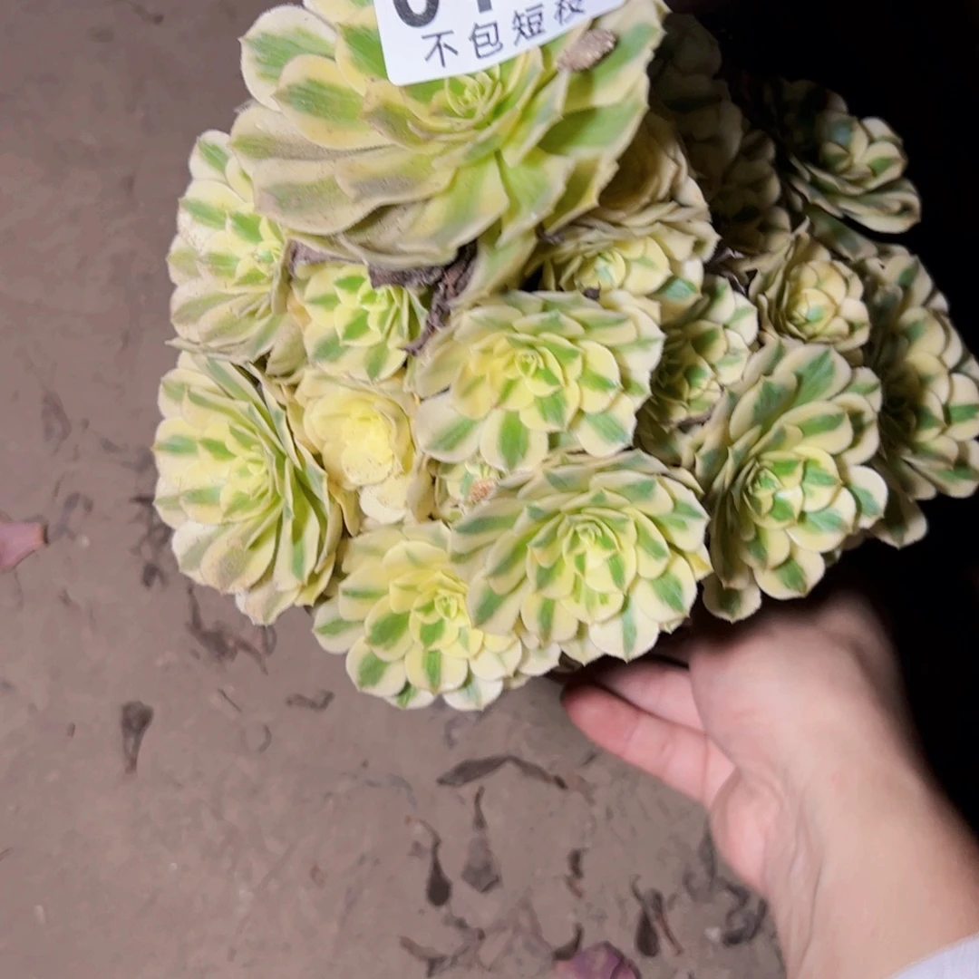 迈巴赫多肉植物0131