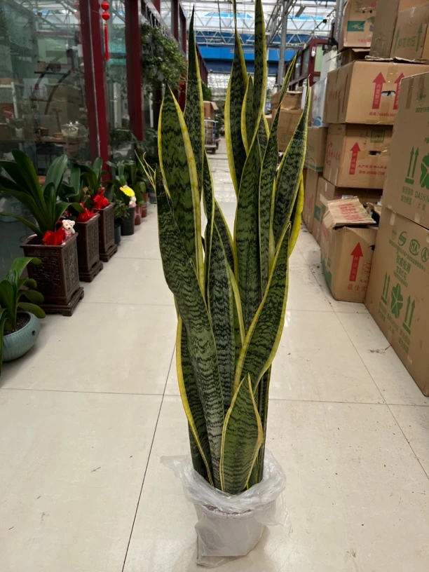 特大号金边虎皮兰室内盆栽客厅防辐射植物好养吸甲醛