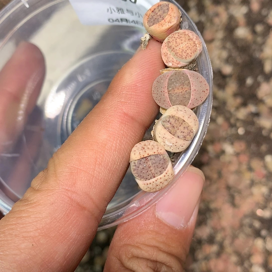 凝*D300多肉植物保护研究所