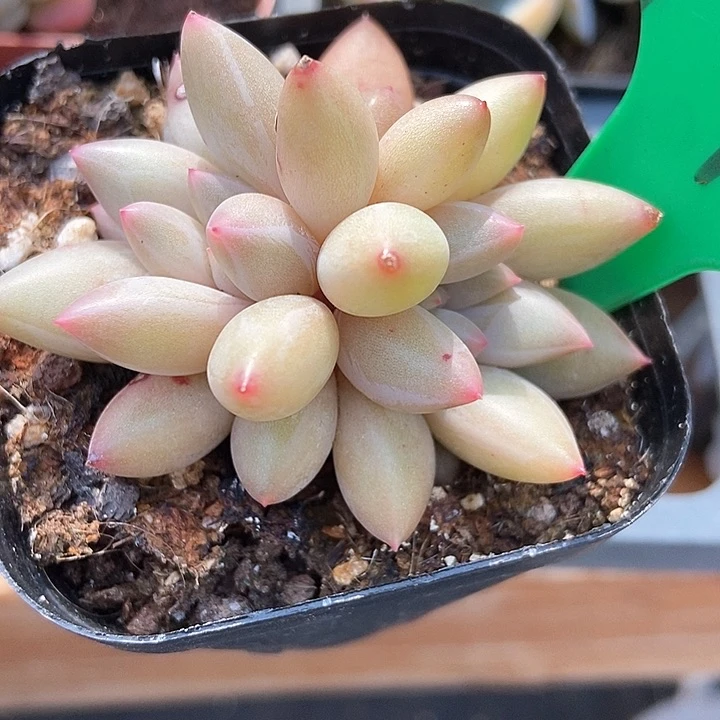 多肉植物水晶749