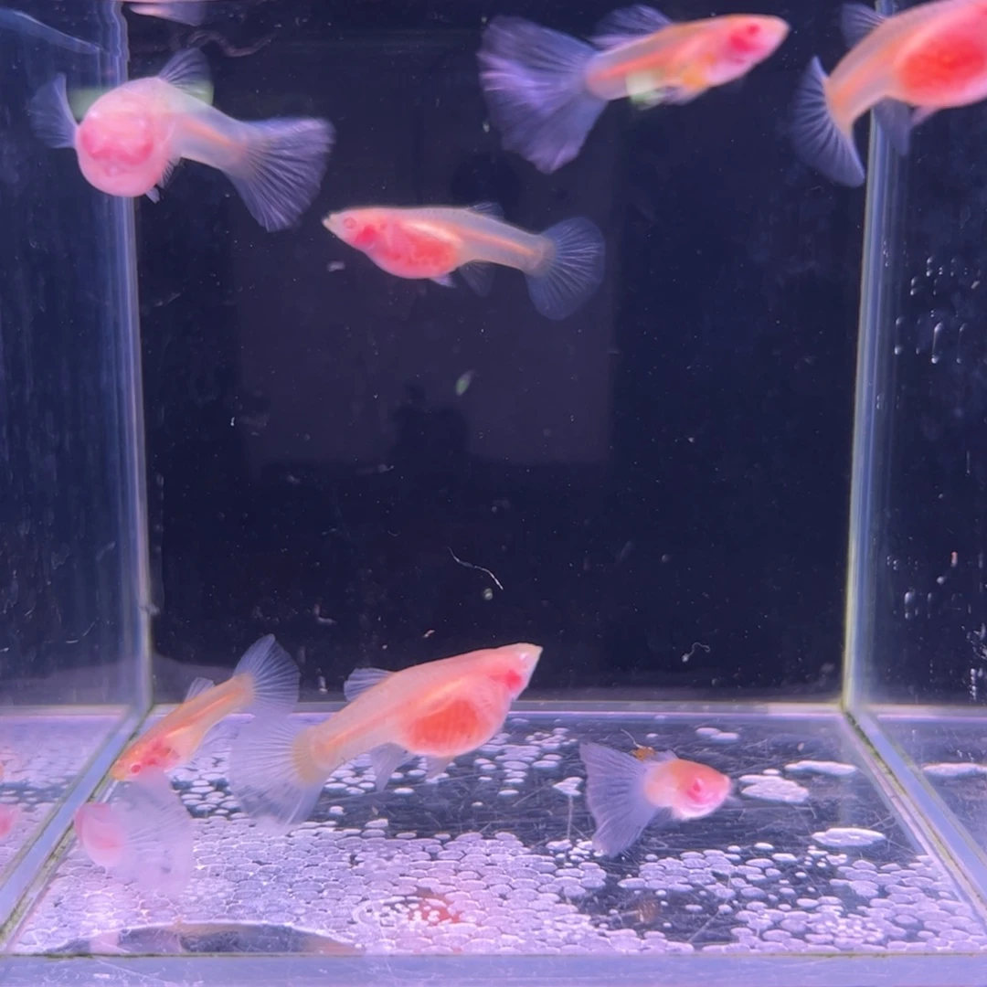 孔雀鱼蓝礼服玻璃猫白子2对