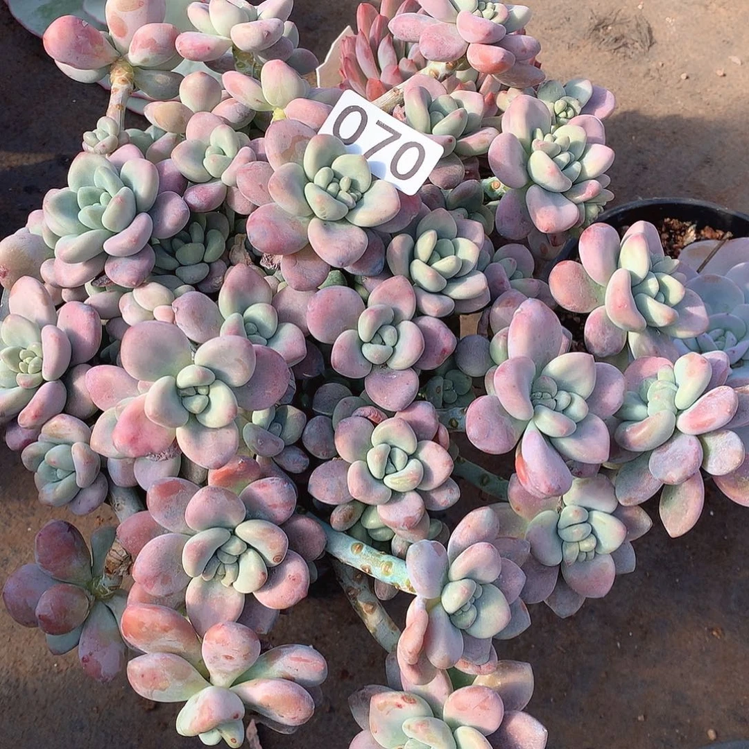 070洛神一物一拍多肉