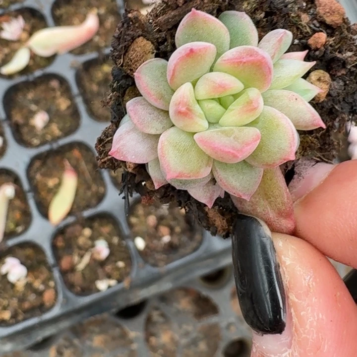 珍妮群生一物一拍523