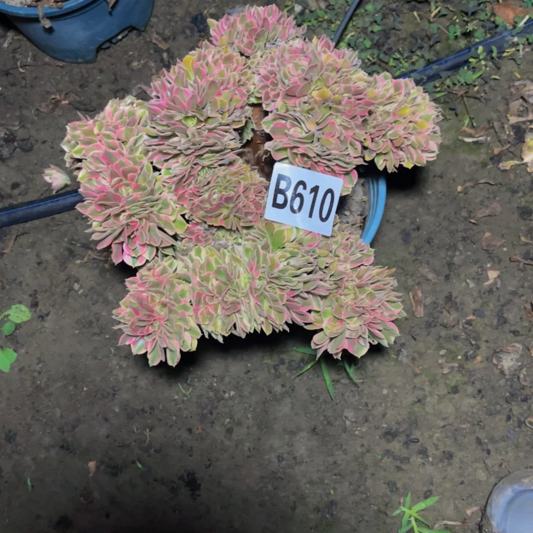 女巫法师26//4包邮