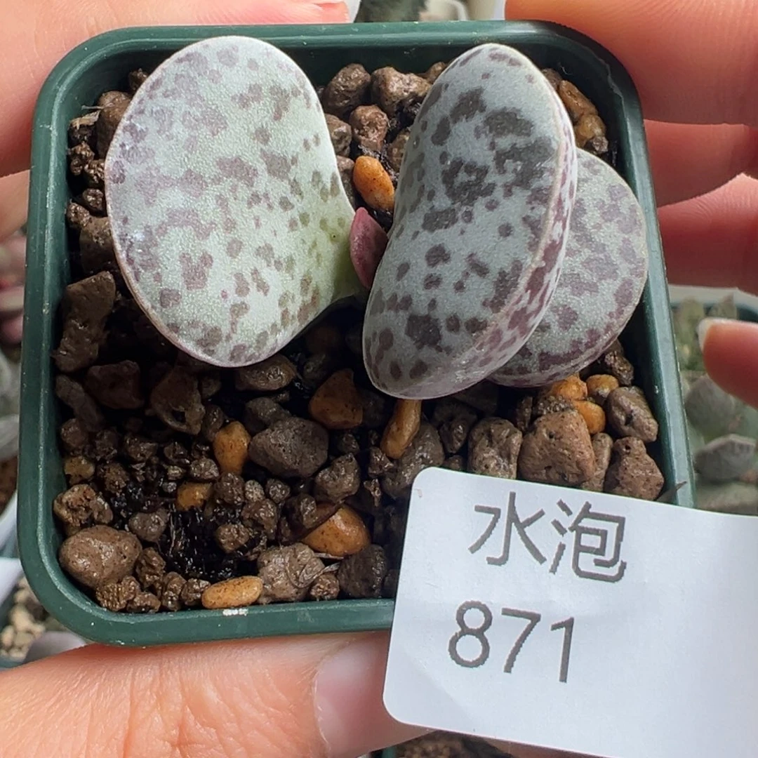 871花蛋一颗胖嘟嘟实生