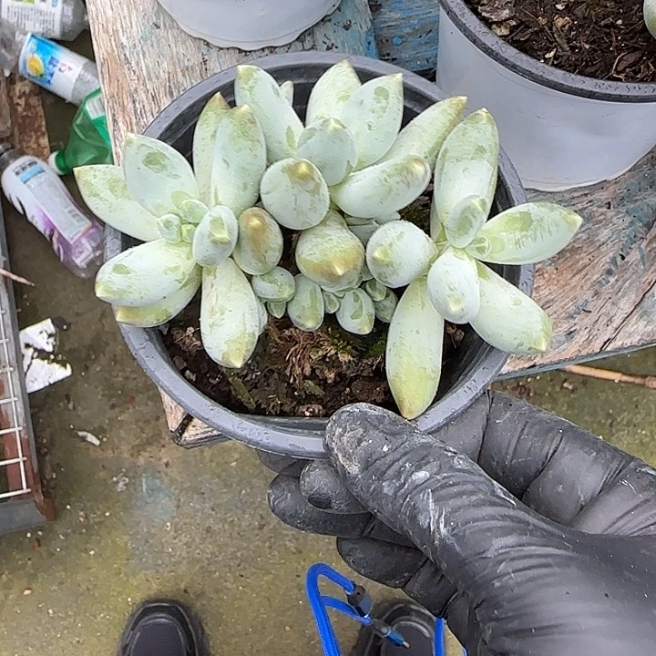 青蛙王子11月中旬