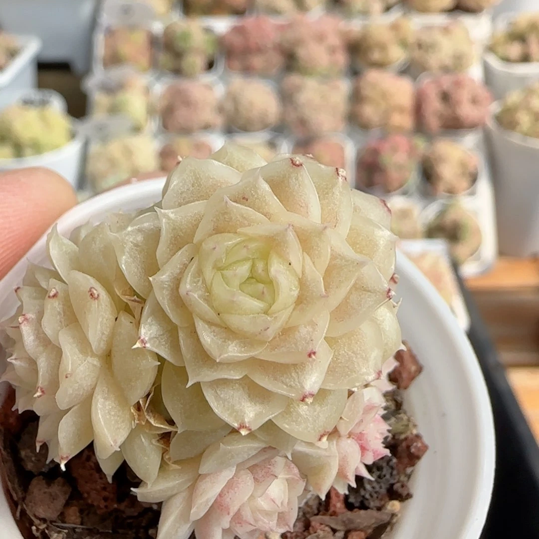 【闪购商品】0218-100玉透麦杆