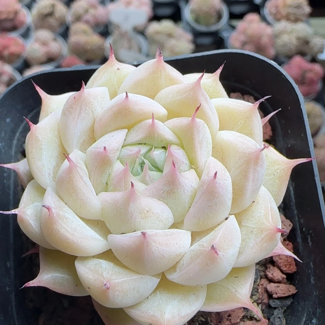 花语逸镜0224-493