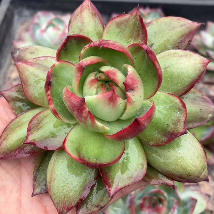 惊鸿仙子一物一拍