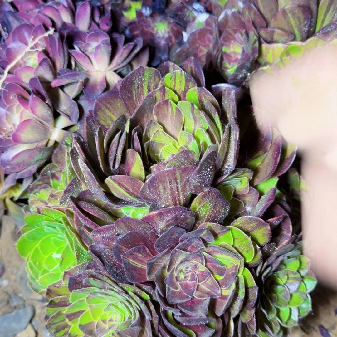 花月夜法师满20包邮