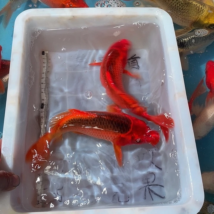 蝴蝶鲤渔场直发40