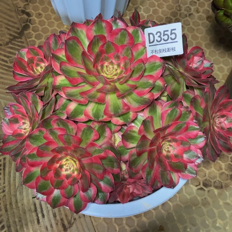 【闪购商品】玫*?355云荷多肉