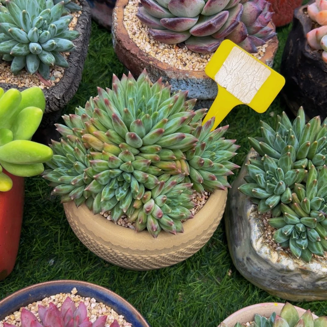 喜***狼幻影美人杂交多肉