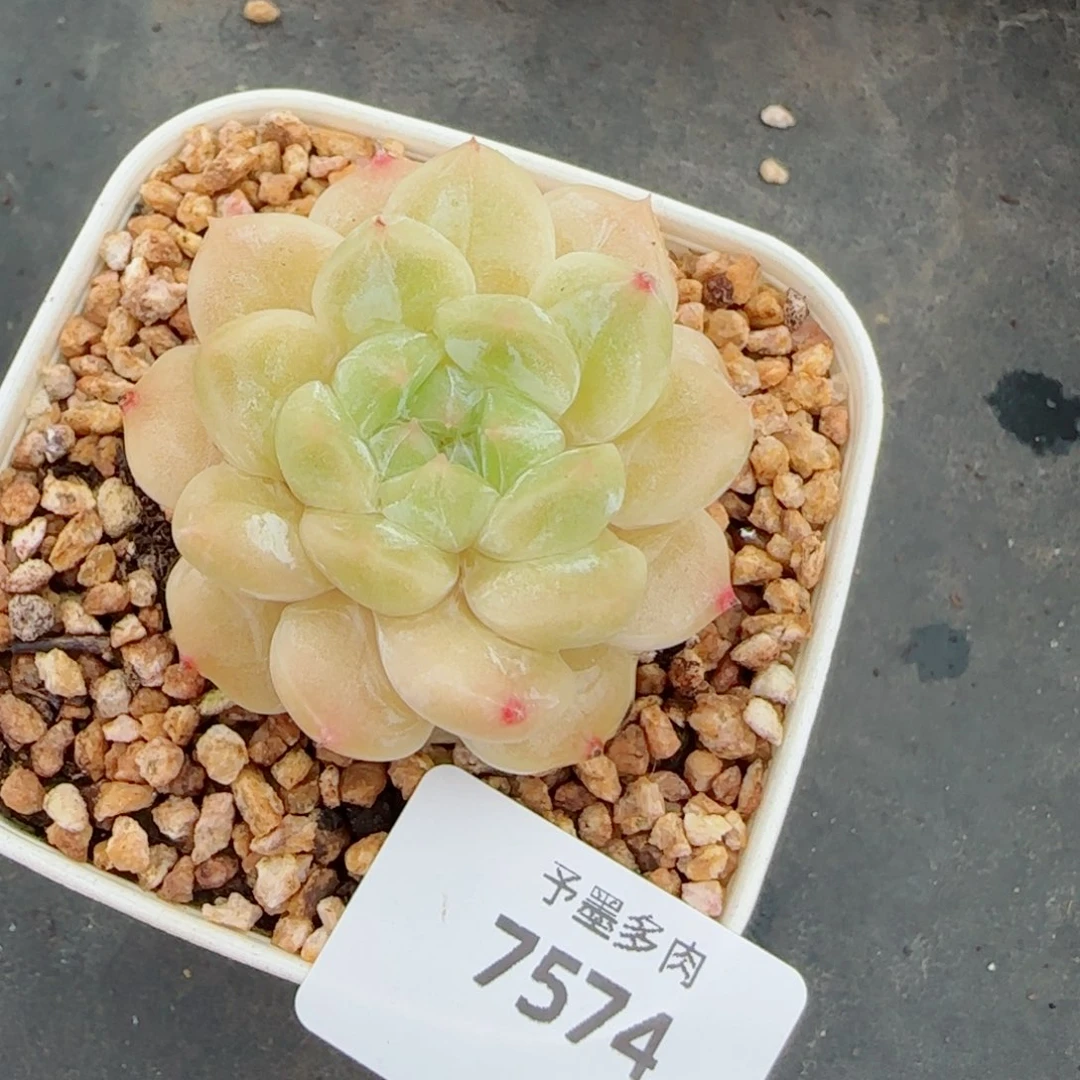 白巧冰魄，7574多肉植物