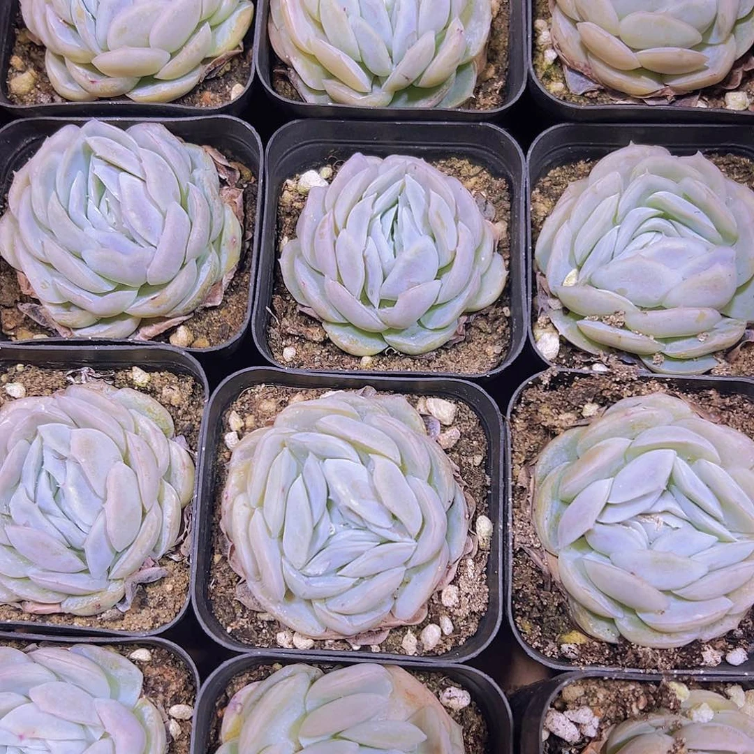 贝壳西娜19包邮多肉