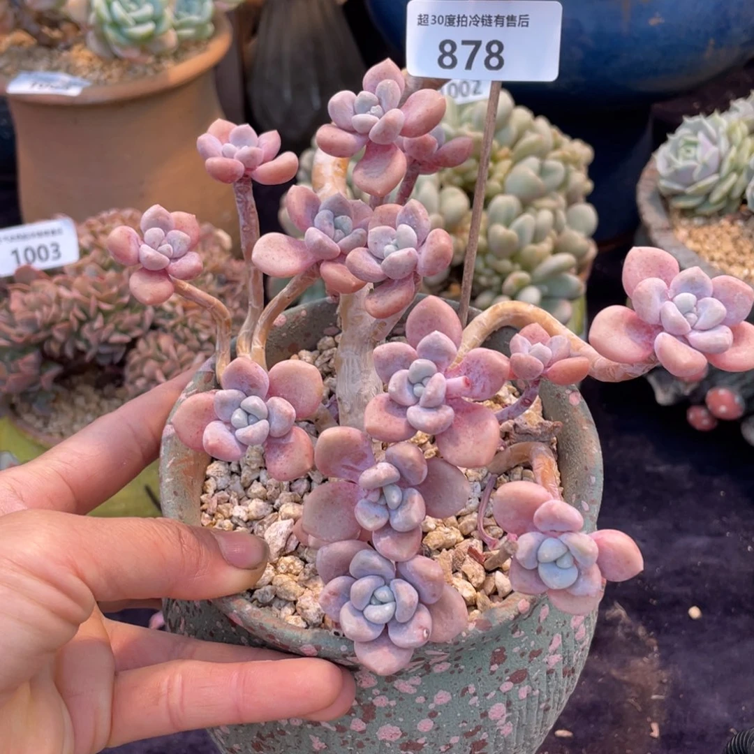 北**?878克洛伊小群生多肉植物