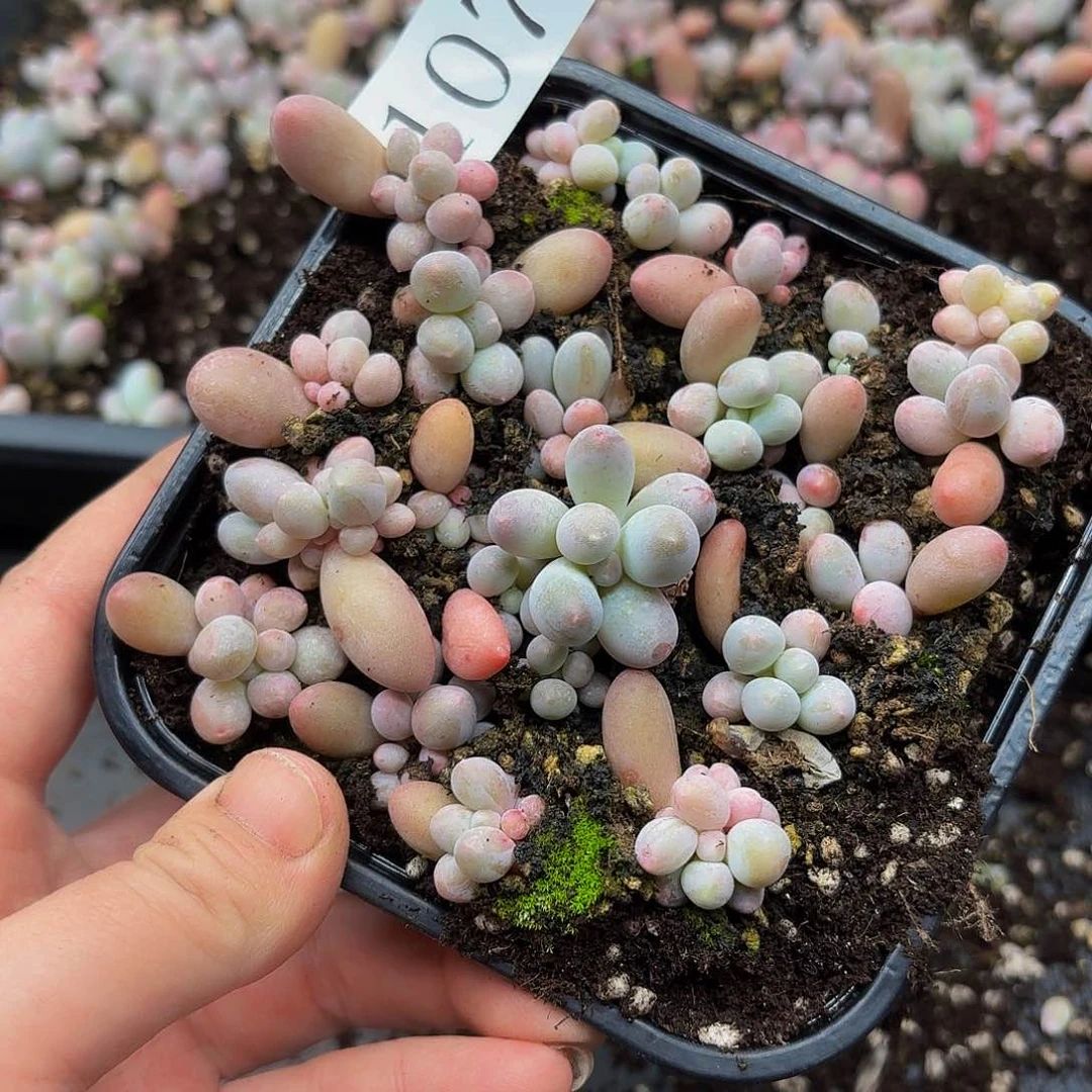 多肉植物多肉植物1076