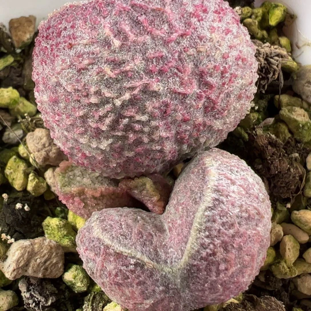 哈默猪肝多肉植物水泡