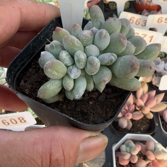 604桃美人缀一物一拍多肉