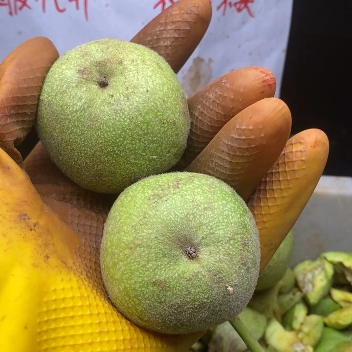 磨盘青皮不退不换，看好下单