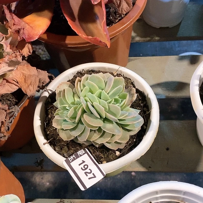 【闪购商品】星娜塔缀1927