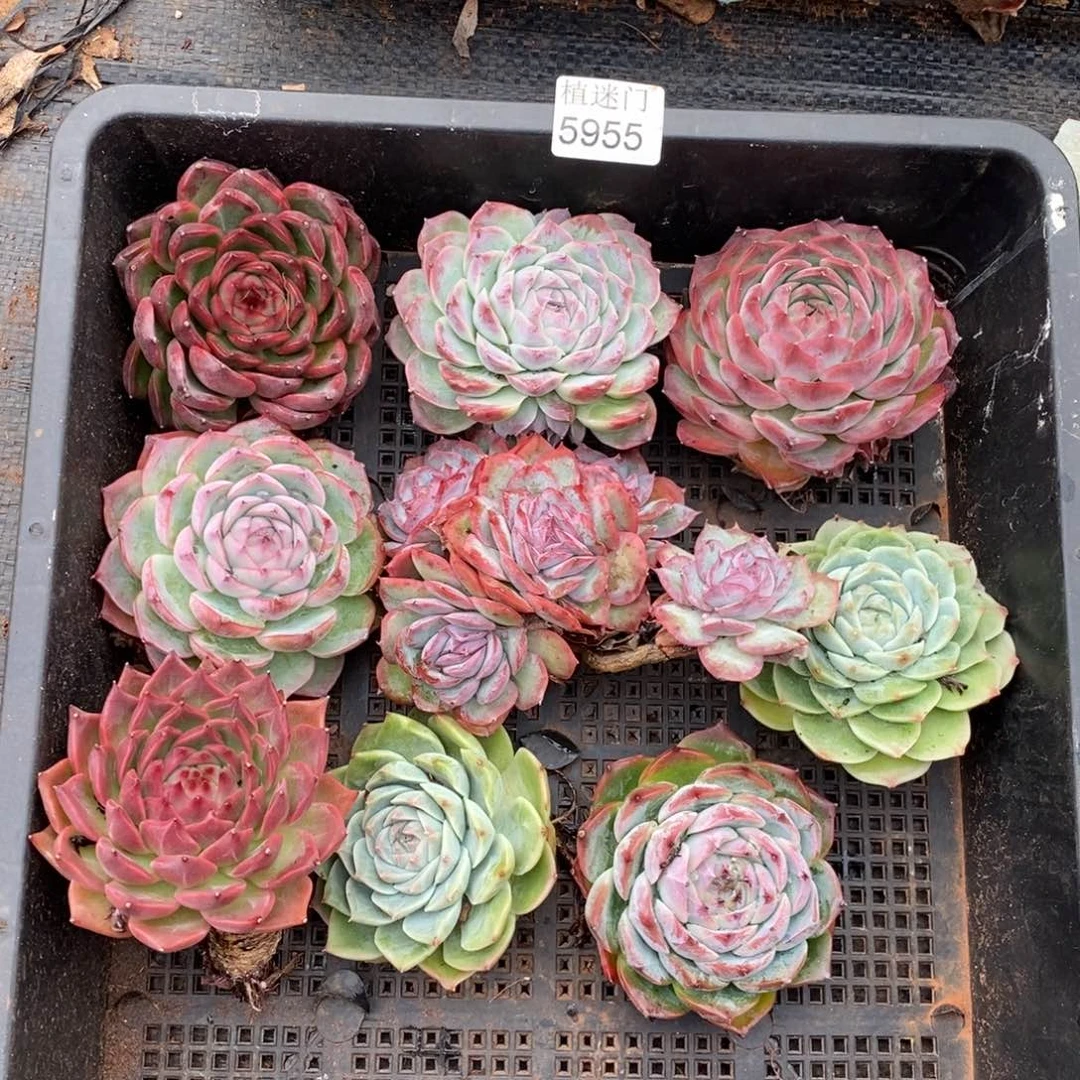 淡***心瑕疵框不售后~5955