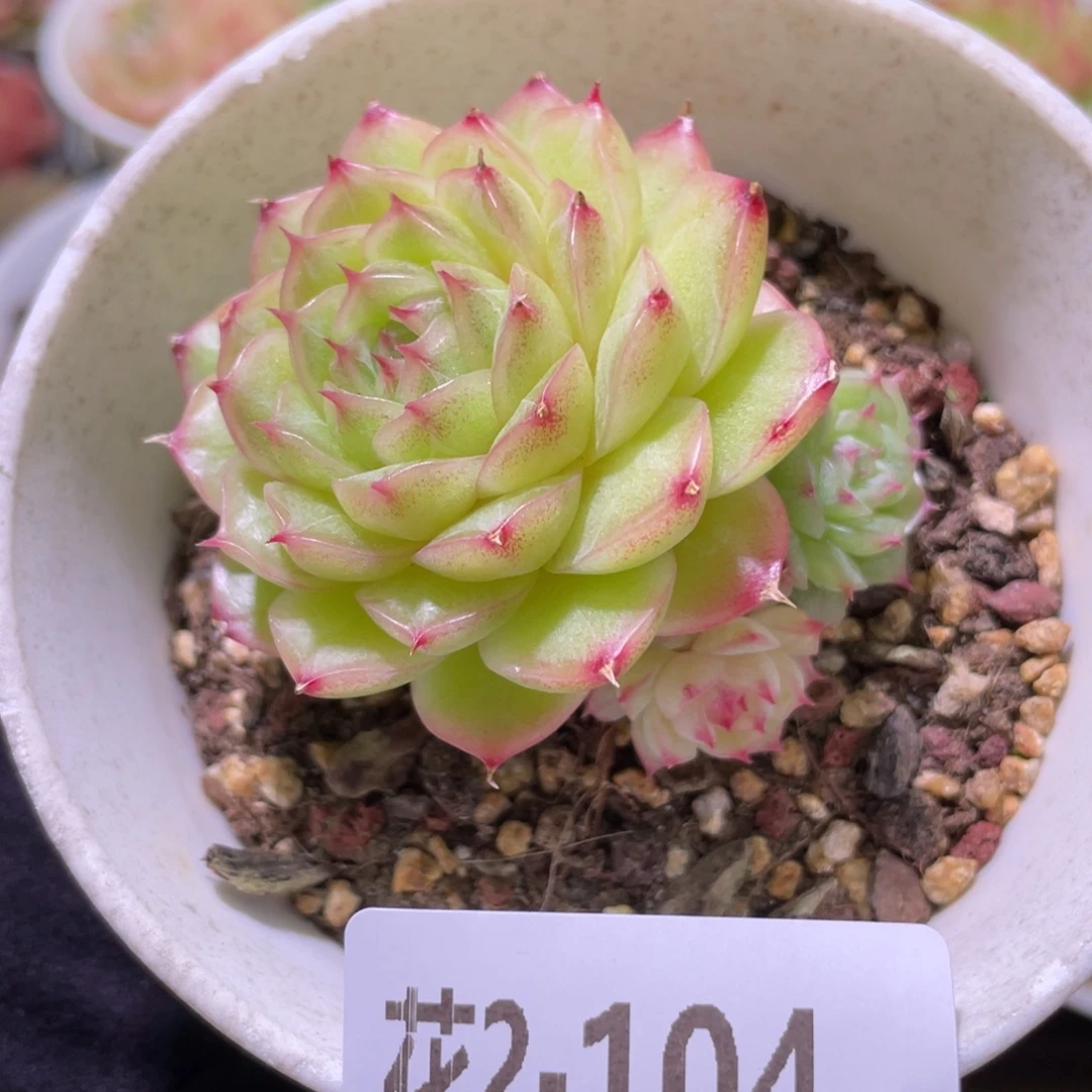 花利美2-104麦秆群