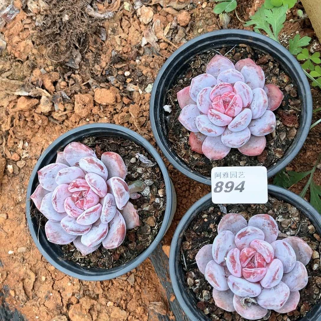 阿雅园艺。   带盆土894