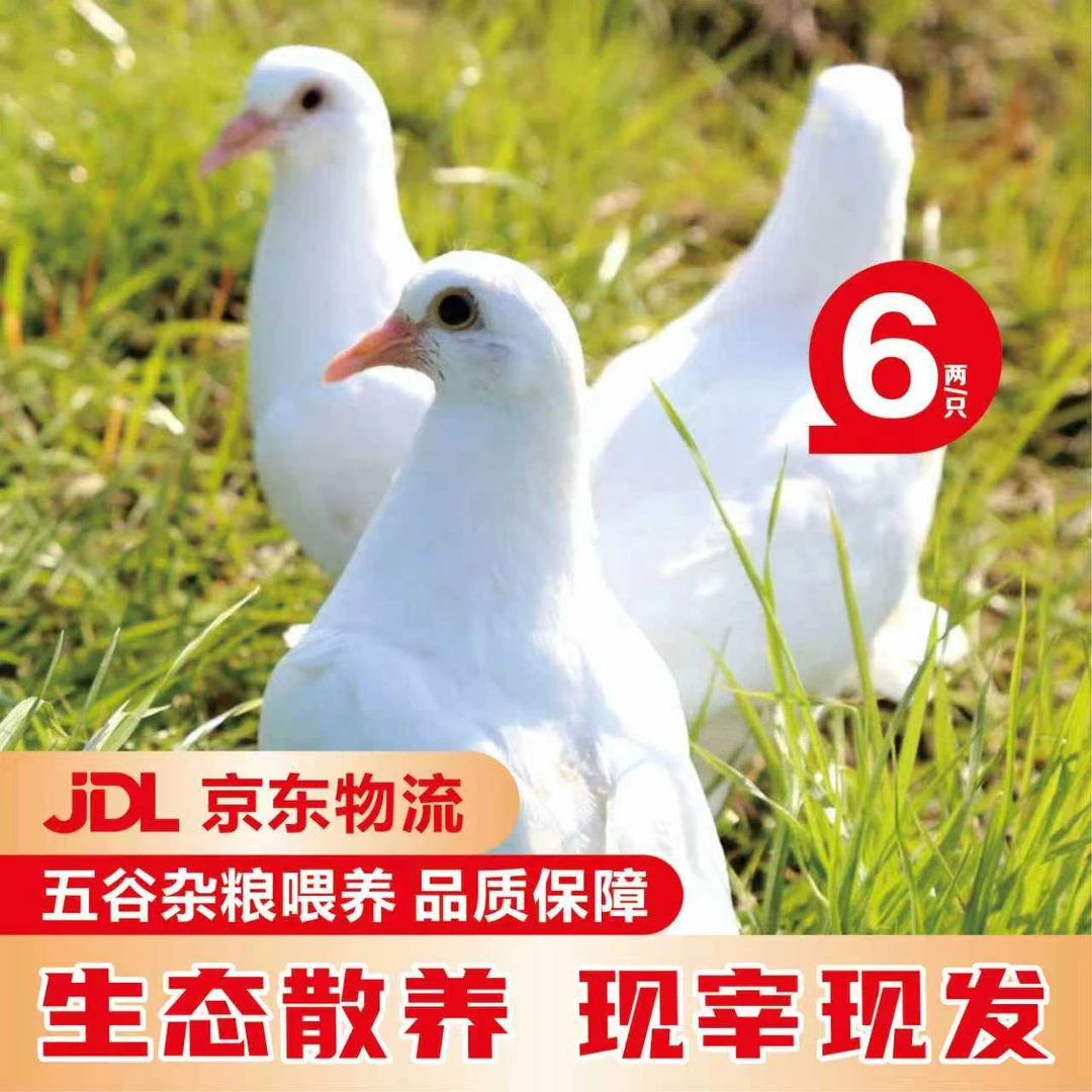 德英邦正宗农家散养精品乳鸽现宰现新鲜现发包邮到家保留鸽心胗