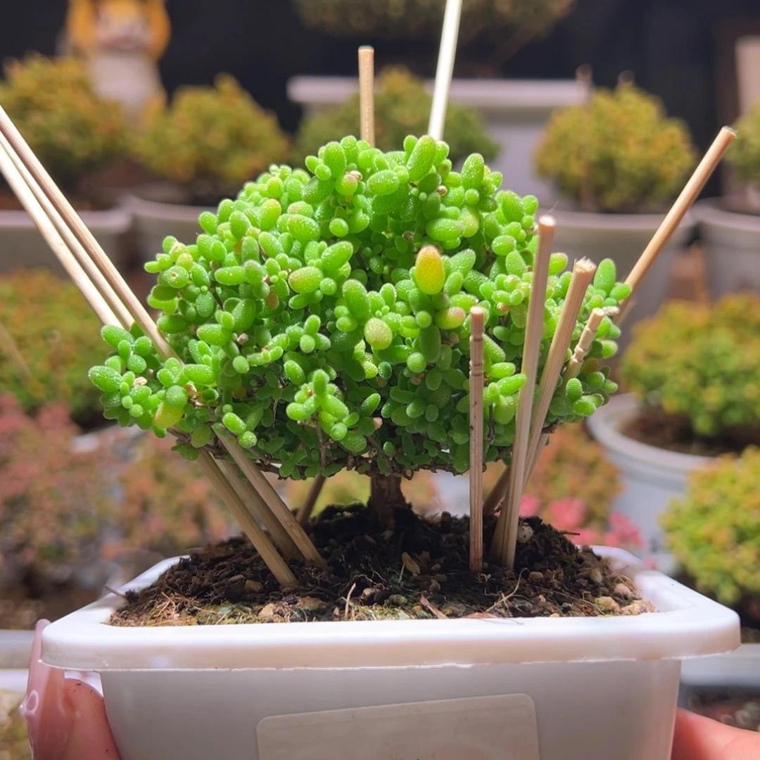 226蜜橘一物一拍带盆土发货