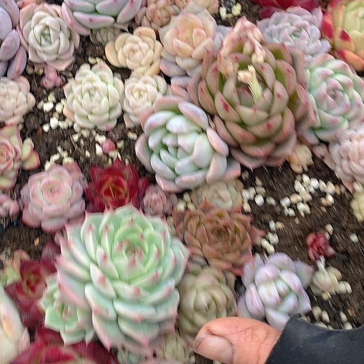 95 多肉植物盆栽花卉植物