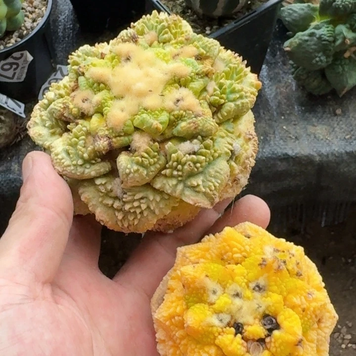8***8无花朵福利2颗牡丹锦360.605