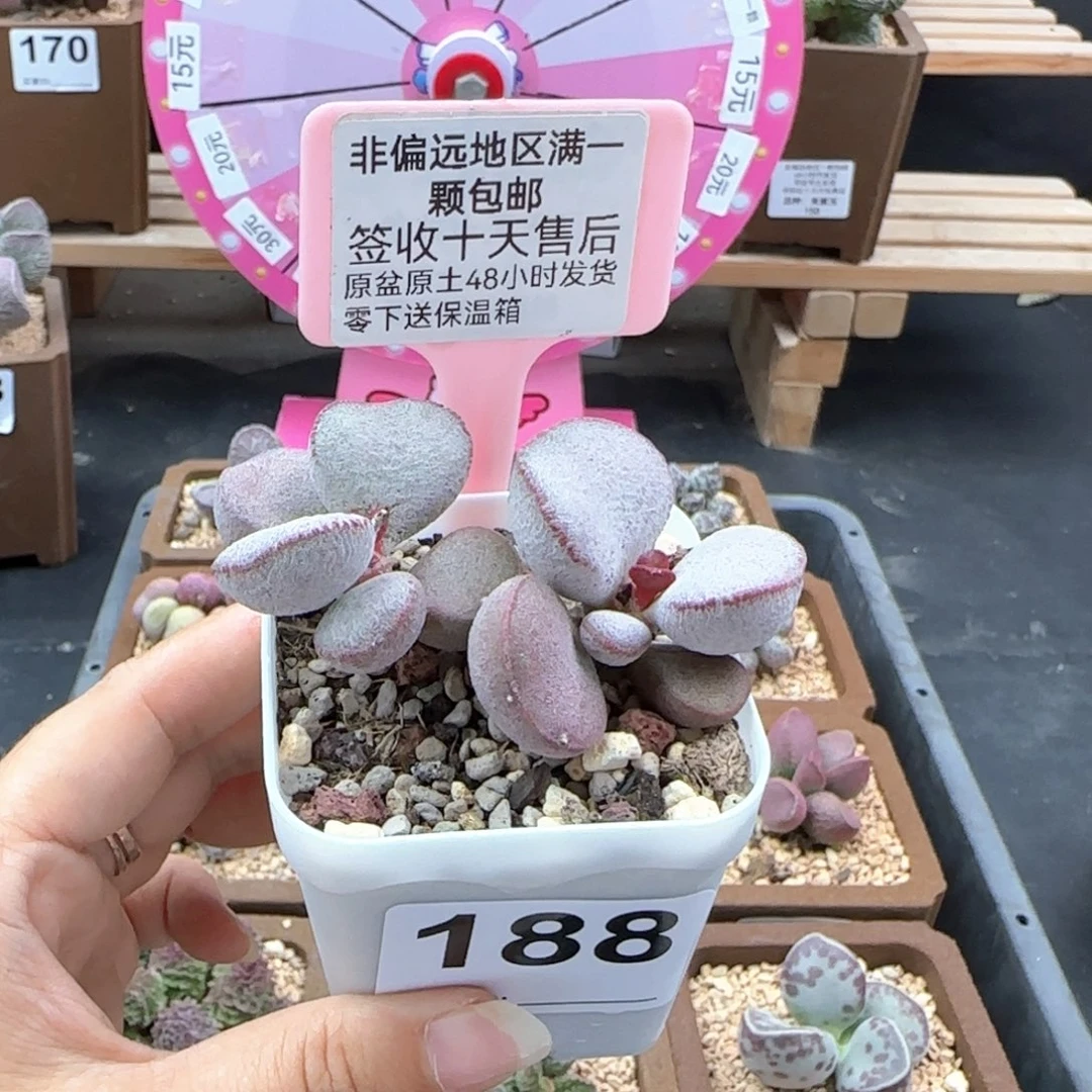 188春彩磨砂蛋多肉植物