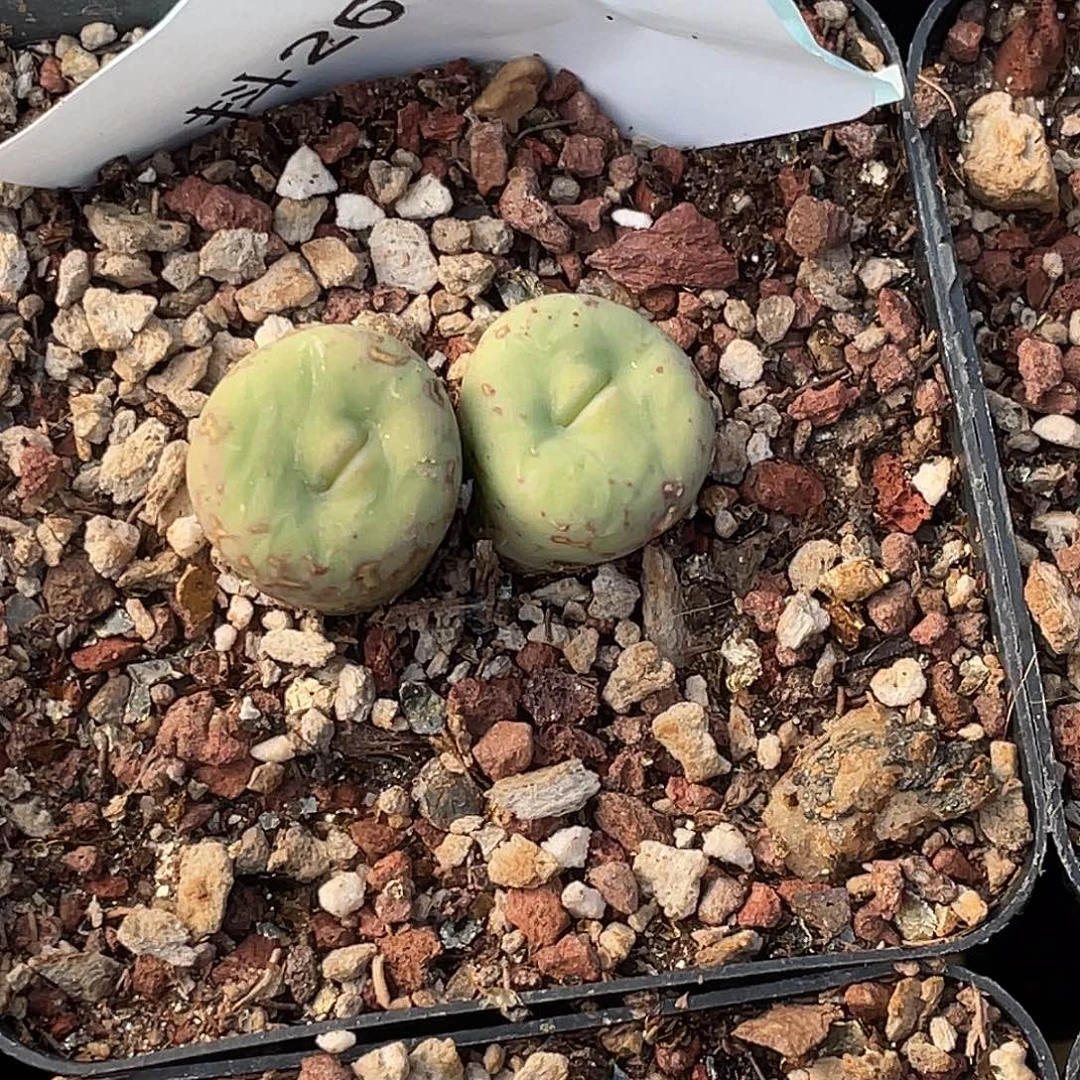 逗***逗26-114肉锥多肉植物