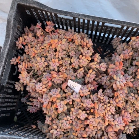 宝****宁1741艾香9颗