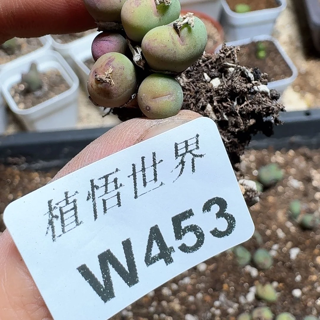 453盒多肉植物哇f g