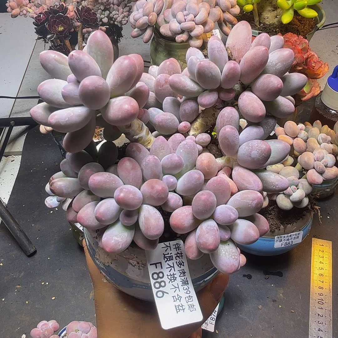 汤圆奶酪886-10cm多肉