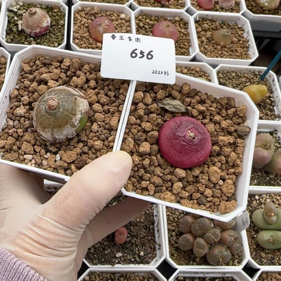 ○****ゞ多肉多肉多肉2025-656