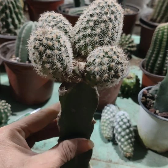 仙人球折墨虾群四个头