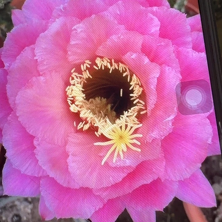 糖果侧芽5公分左右毛花柱（20包邮）