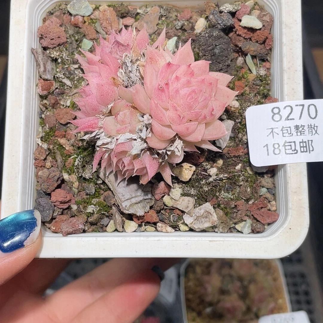8270。麦秆。   不包整
