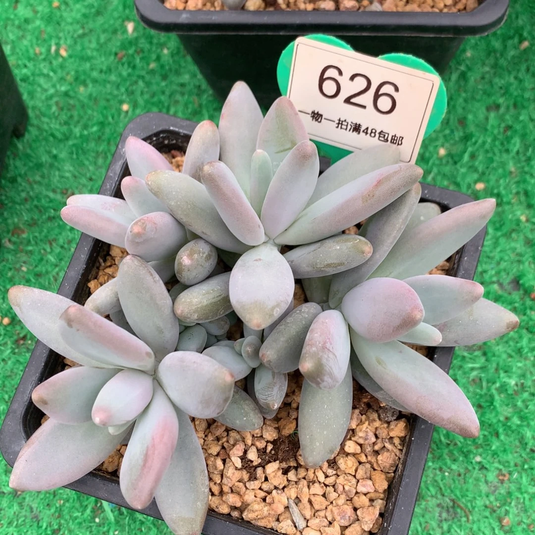 企鹅无砍一物一拍626