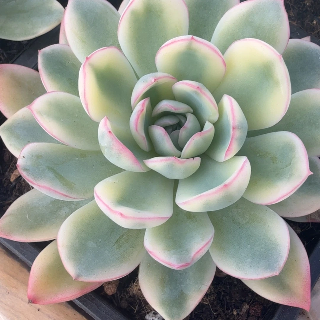 雨燕座锦多肉锦植物