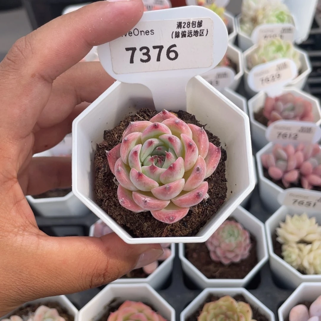 7376吉娃娃4.5厘米